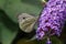 A beautiful Large White Butterfly perched on a blossom flower