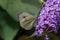 A beautiful Large White Butterfly perched on a blossom flower