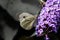 A beautiful Large White Butterfly perched on a blossom flower