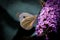 A beautiful Large White Butterfly perched on a blossom flower