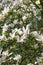 Beautiful large white flowers of Magnolia denudata