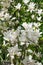 Beautiful large white flowers of Magnolia denudata