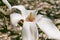 Beautiful large white flowers of Magnolia denudata, close-up