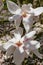 Beautiful large white flowers of Magnolia denudata, close-up