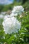 Beautiful large white peony