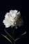 Beautiful large white peony flower on a dark background. top view, moody floral, close-up