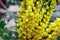 Beautiful large yellow inflorescences of the evergreen shrub Berberis aquifolium. Mahonia aquifolium is an excellent plant for lan
