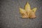 A beautiful, large yellow-orange leaf of maple with a spine lies on the asphalt