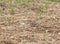 Beautiful Lark Sparrow with bold markings