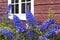 Beautiful larkspur blooms in front of a house in Norway
