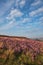 Beautiful late Summer sunrise in Peak District over fields of heather in full bloom around Higger Tor and Burbage Edge