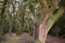 Beautiful laurel forest with many big green mossy trees in the north of Tenerife in the Anaga Mountains