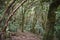 Beautiful laurel forest with many big green mossy trees in the north of Tenerife in the Anaga Mountains