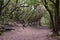 Beautiful laurel forest with many big green mossy trees in the north of Tenerife in the Anaga Mountains