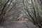 Beautiful laurel forest with many big green mossy trees in the north of Tenerife in the Anaga Mountains