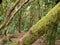 Beautiful laurel forest with many big green mossy trees in the north of Tenerife in the Anaga Mountains