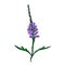 Beautiful lavander violet and green blossom, digital hand drawn, isolated on the white background. Good as icon, symbol