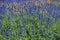 Beautiful Lavandula/ Lavandula Angustifolia Flower Garden
