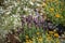 A beautiful Lavandula stoechas in a green soil background.