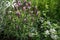 A beautiful Lavandula stoechas in a green soil background.