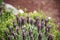 A beautiful Lavandula stoechas in a green soil background.