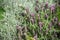 A beautiful Lavandula stoechas in a green soil background.