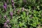 A beautiful Lavandula stoechas in a green soil background.