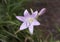 Beautiful lavender bloom with long thick stamen and buds in Southern Italy