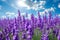 Beautiful lavender blossom, closeup view. Lavender field at sunny day