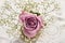 Beautiful lavender color rose with gypsophilla -top view