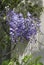 Beautiful lavender colored wisteria blooms