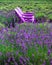 Beautiful lavender field with adirondack chairs,