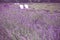 Beautiful lavender field with adirondack chairs,