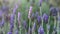 Beautiful lavender field background closeup. Springtime, gardening concept