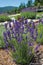 Beautiful lavender field with copy space - vertical image available for purchase