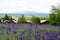 Beautiful lavender field at Furano