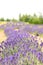 Beautiful lavender field with long purple rows. Lavender, flowers close-up