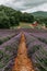 Beautiful lavender field with spacious copy space for vertical design and nature inspired concepts