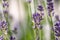 Beautiful lavender field in springtime with purple blossoms in full blow for insects like flying bumblebees with the fragrance