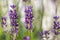 Beautiful lavender field in springtime with purple blossoms in full blow for insects like flying bumblebees with the fragrance