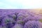 Beautiful lavender field on summer day