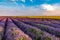 Beautiful lavender fields near Stara Zagora Bulgaria