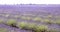 Beautiful lavender fields purple landscape