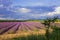 Beautiful lavender fields. Valensole,Provence.