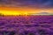 The beautiful lavender flowers and cloudscape in Huochen county