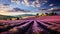 Beautiful lavender landscape in the French countryside.