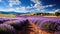 Beautiful lavender landscape in the French countryside.