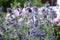 Beautiful lavender spikes in garden