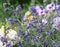 Beautiful lavender spikes in garden