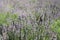 Beautiful lavenders in a field